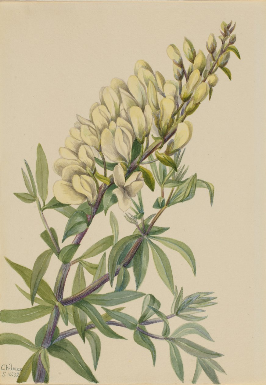 Väärä indigo (Baptista bructeata) tekijältä Mary Vaux Walcott