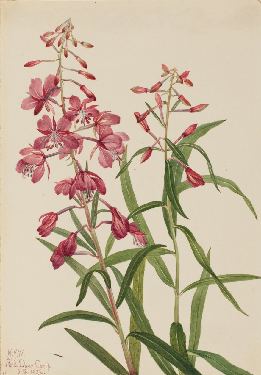Tuliruoho Epilobium angustifolium, 1922. tekijältä Mary Vaux Walcott