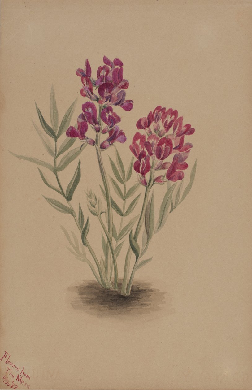Kukat Mesasta, 1883. tekijältä Mary Vaux Walcott