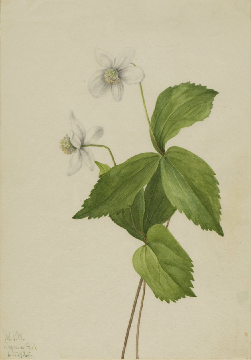 Metsävuokko Anemone deltoidea, 1925. tekijältä Mary Vaux Walcott