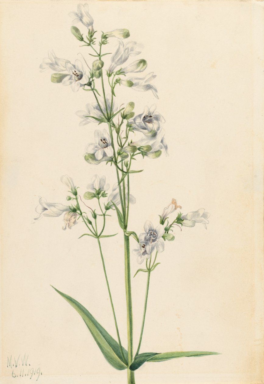Foxglove Penstemon Penstemon digitalis, 1919. tekijältä Mary Vaux Walcott
