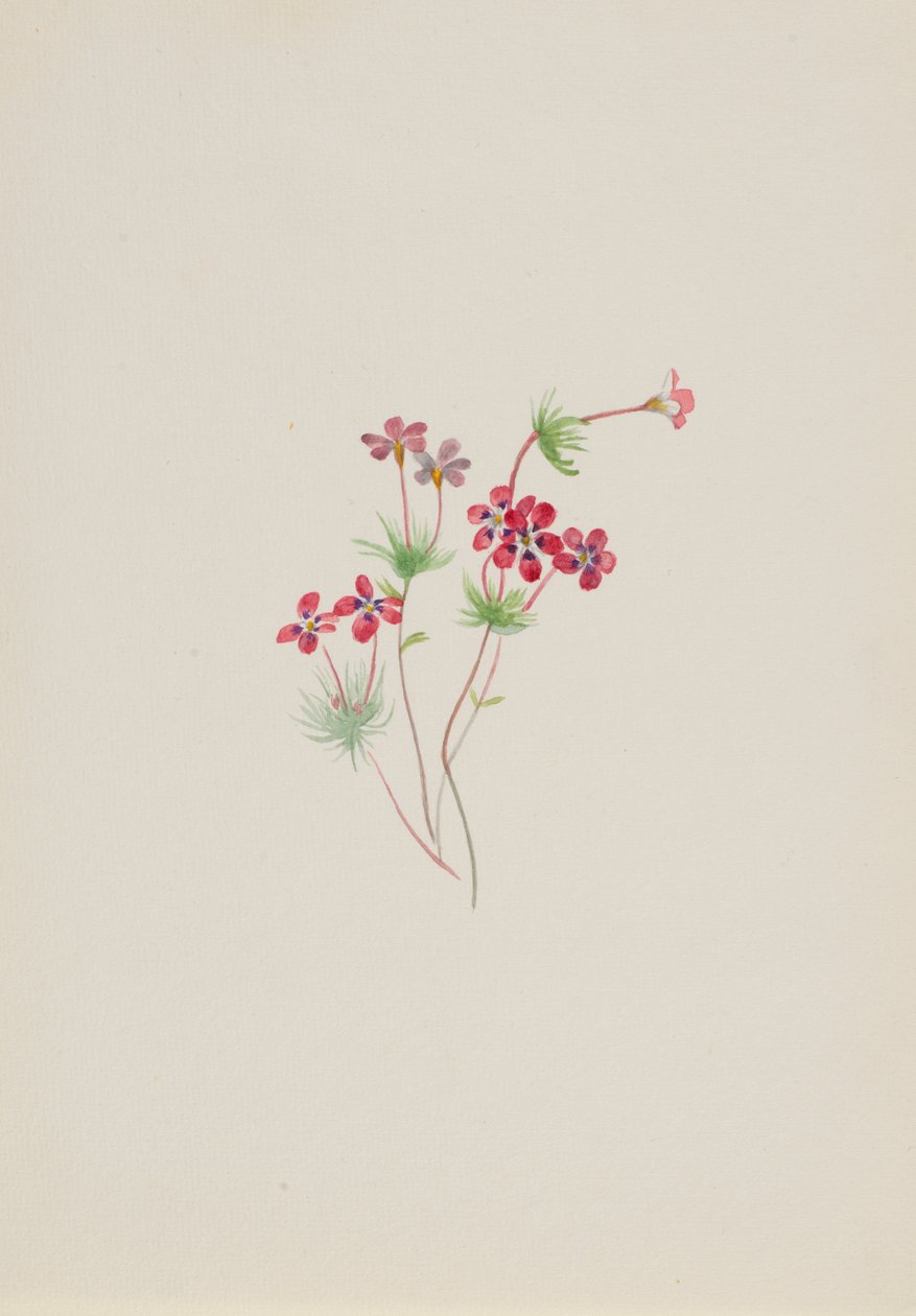 Gilia linanthus parviflorus, n. 1900-1930. tekijältä Mary Vaux Walcott