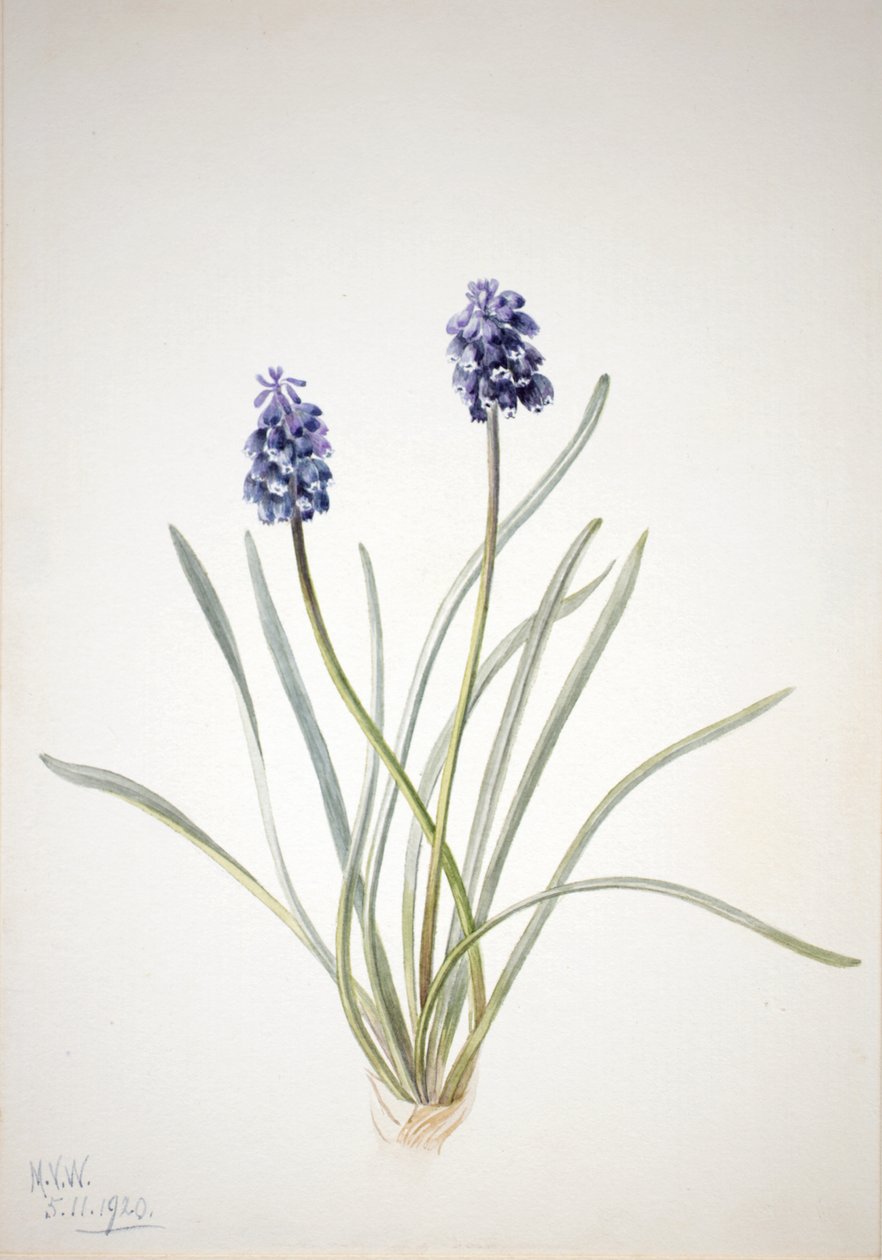 Rypälehyasintti Muscari racemosum, 1920. tekijältä Mary Vaux Walcott