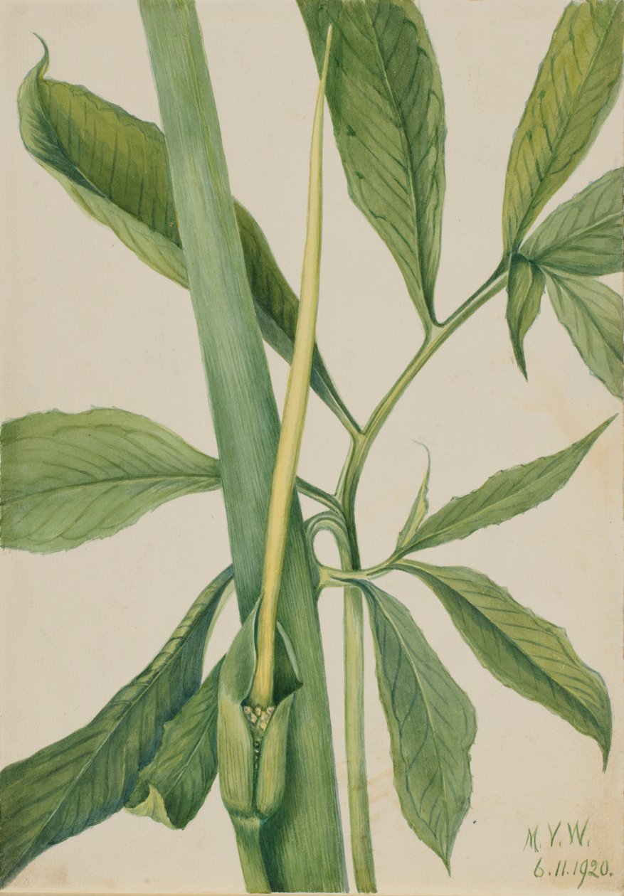 Greendragon (Arisaema dracontium) tekijältä Mary Vaux Walcott