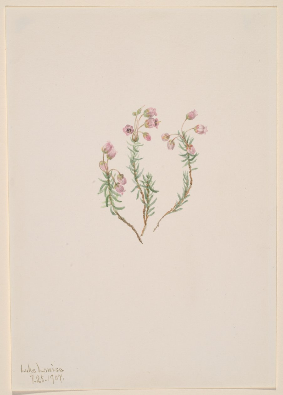Heather Phyllodoce intermedia, 1907. tekijältä Mary Vaux Walcott