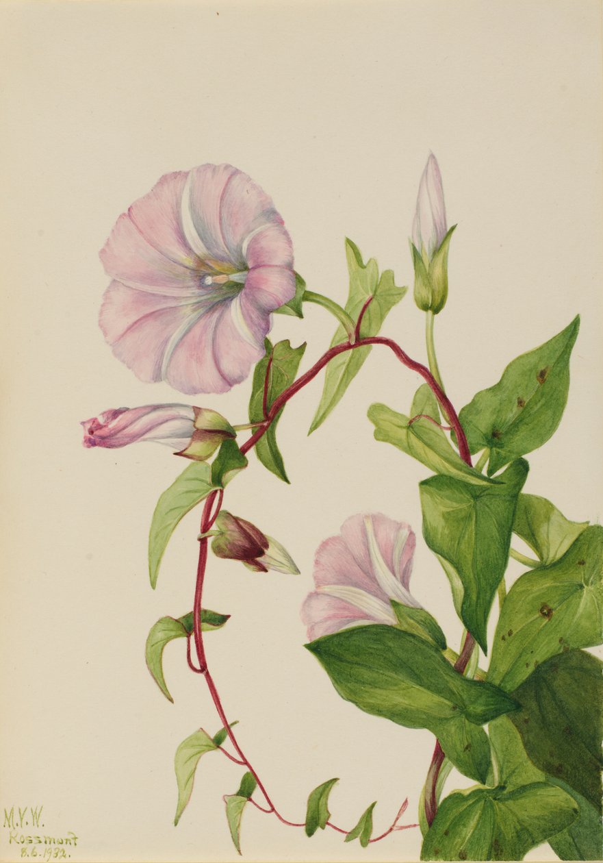 Pensasruoho (Calystegia (Convolvulus) sepium) tekijältä Mary Vaux Walcott
