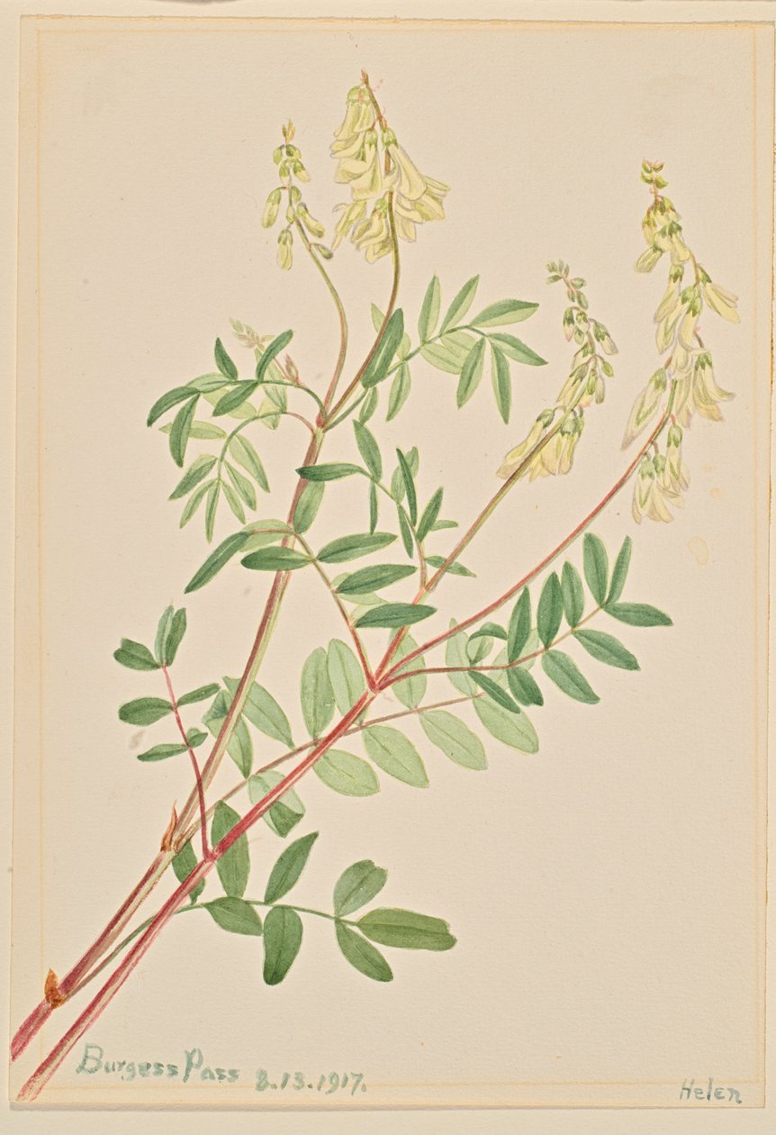 Hedysarum Hedysarum sulphurescens, 1917. tekijältä Mary Vaux Walcott