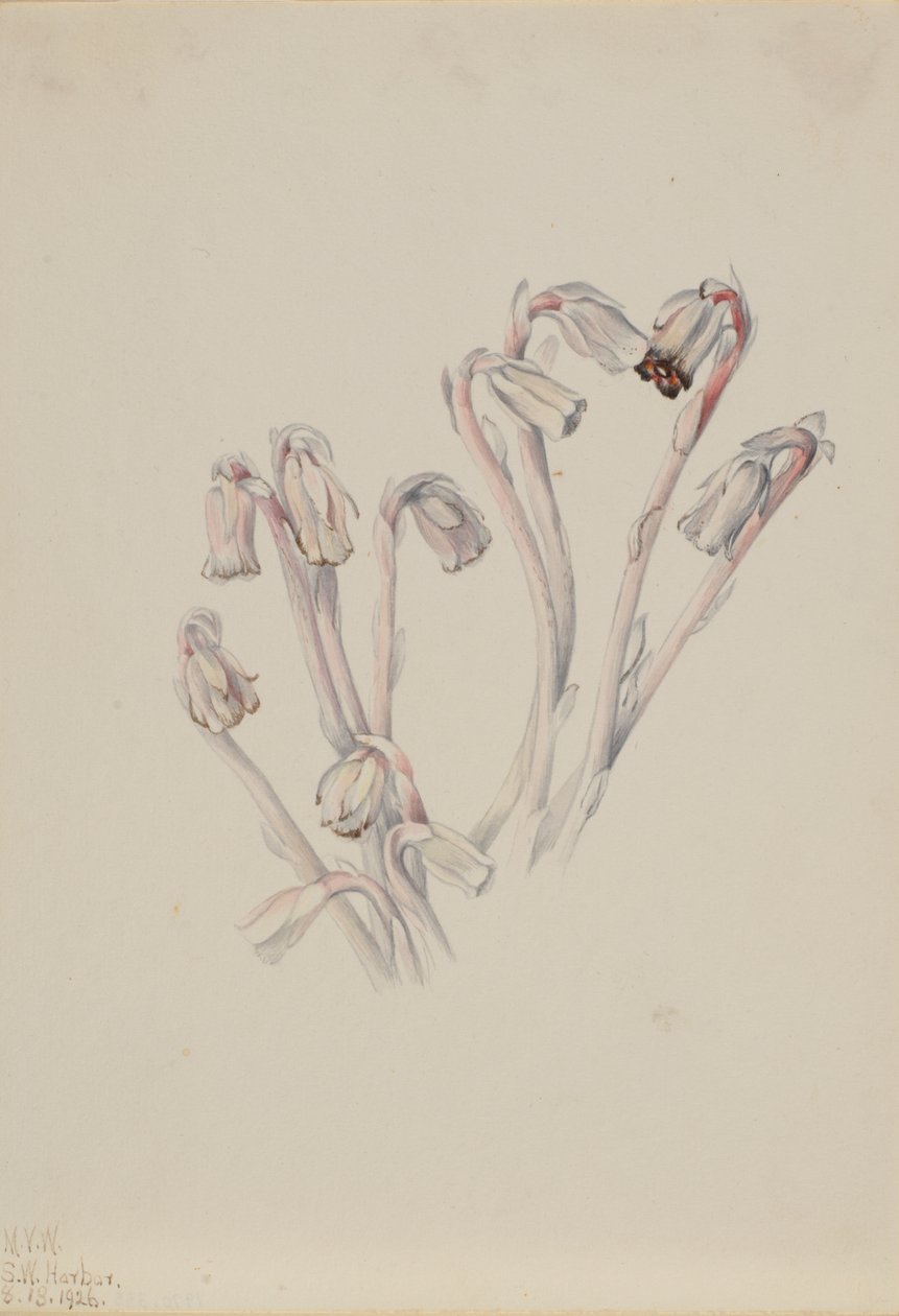 Indian Pipe Monotropa uniflora, 1926. tekijältä Mary Vaux Walcott