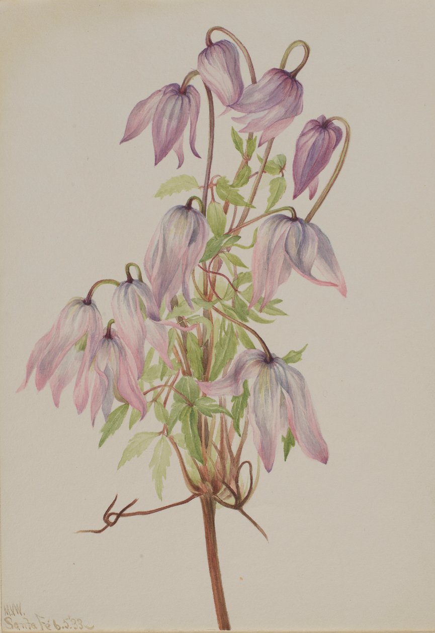 Jicarilla (Clematis pseudoalpina) tekijältä Mary Vaux Walcott