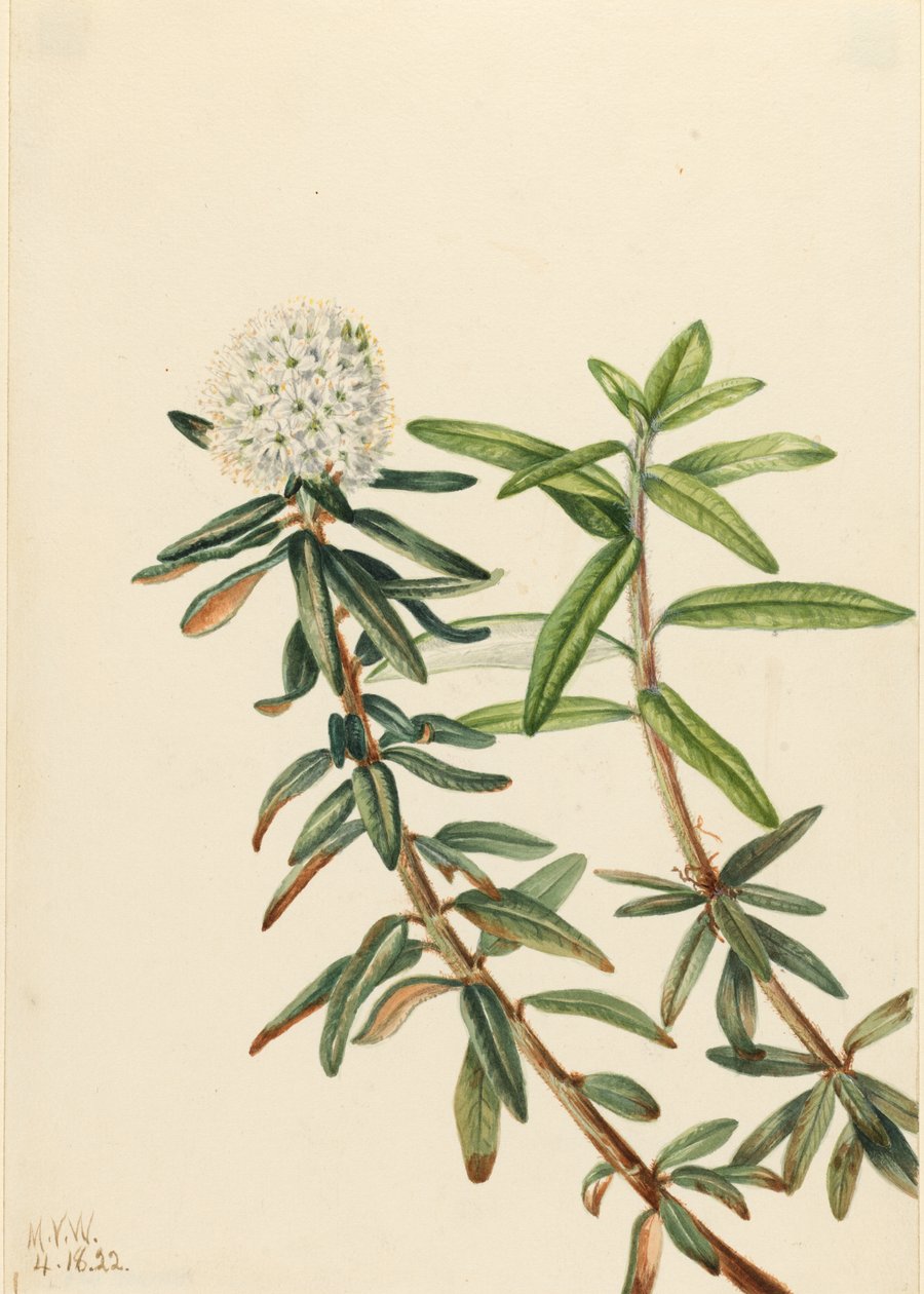 Labradorintee (Ledum groenlandicum) tekijältä Mary Vaux Walcott