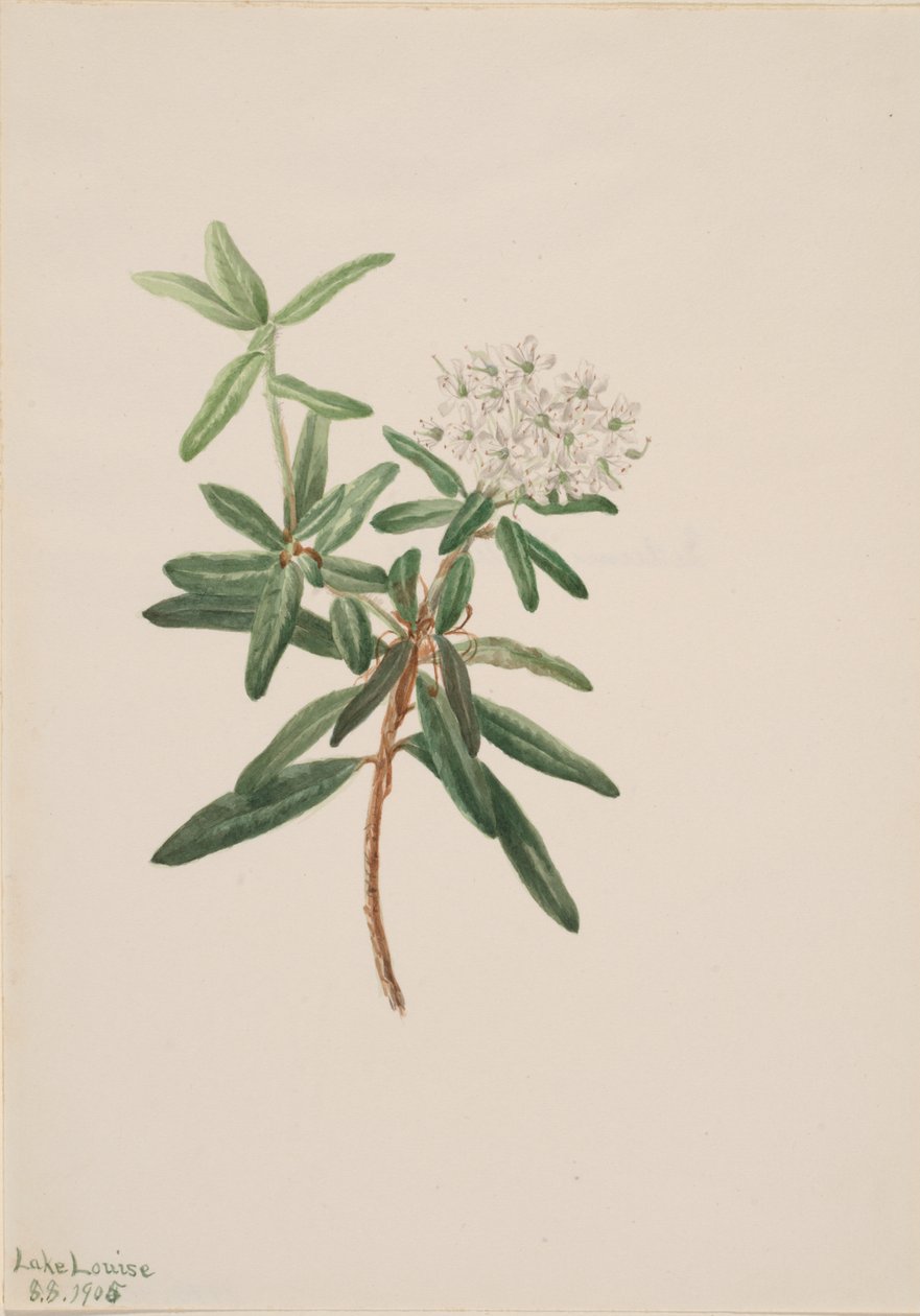 Labrador Tea Greenland Ice, 1905. tekijältä Mary Vaux Walcott