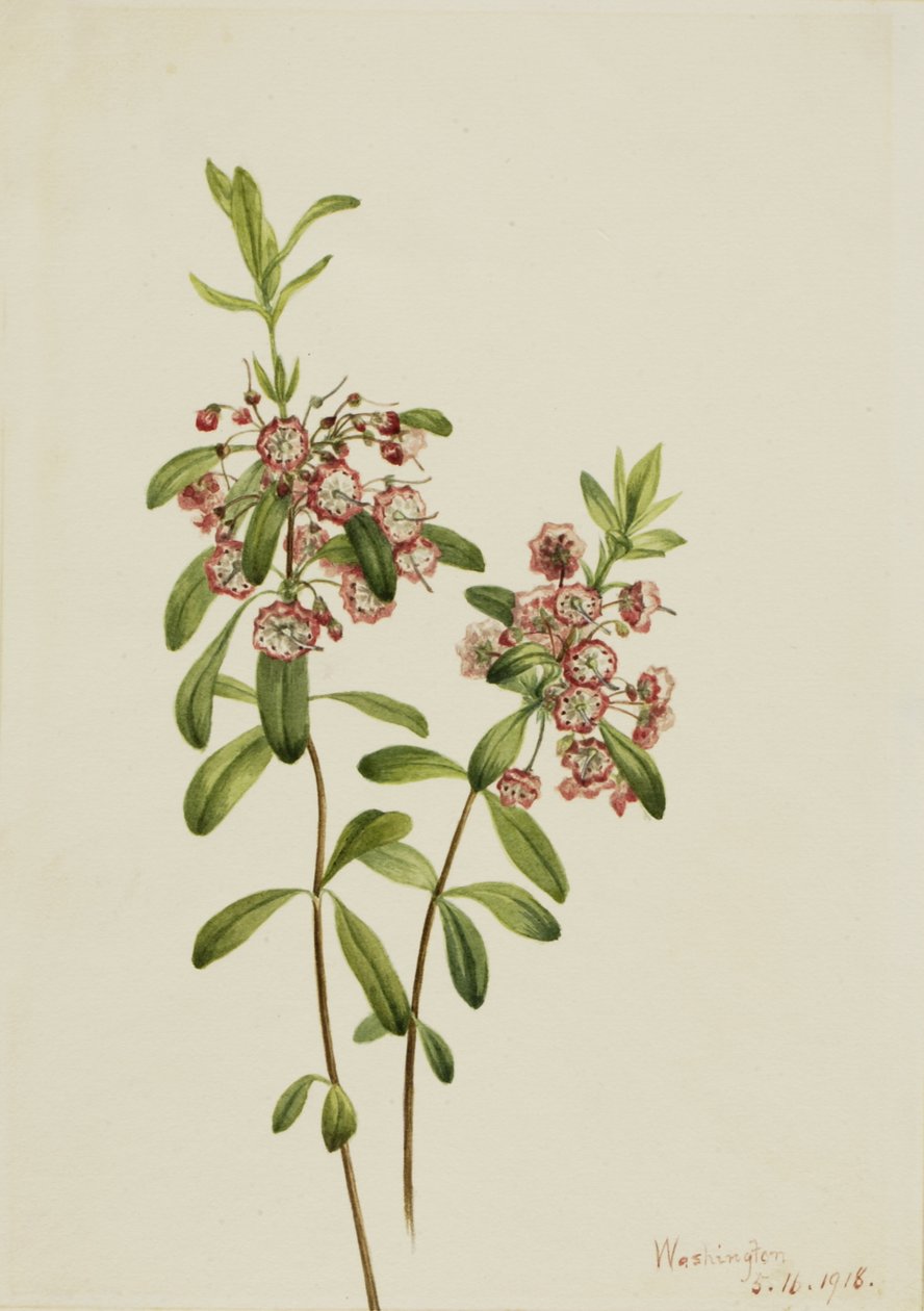 Lambkill Kalmia angustifolia, 1918. tekijältä Mary Vaux Walcott