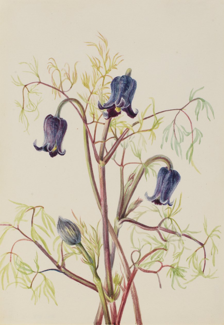 Nahkakukka (Clematis hirsutissima) tekijältä Mary Vaux Walcott