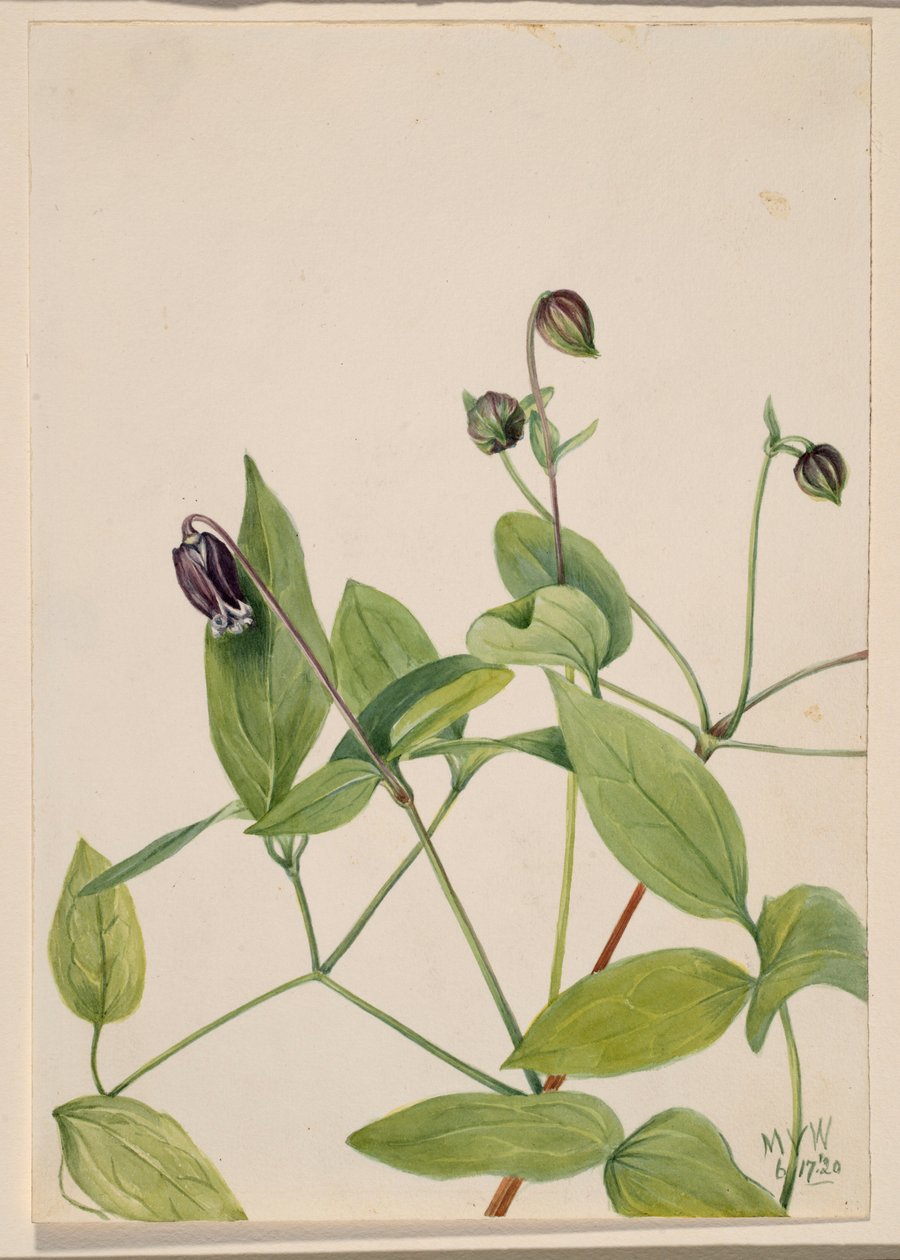 Nahkakukka (Clematis viorna) tekijältä Mary Vaux Walcott