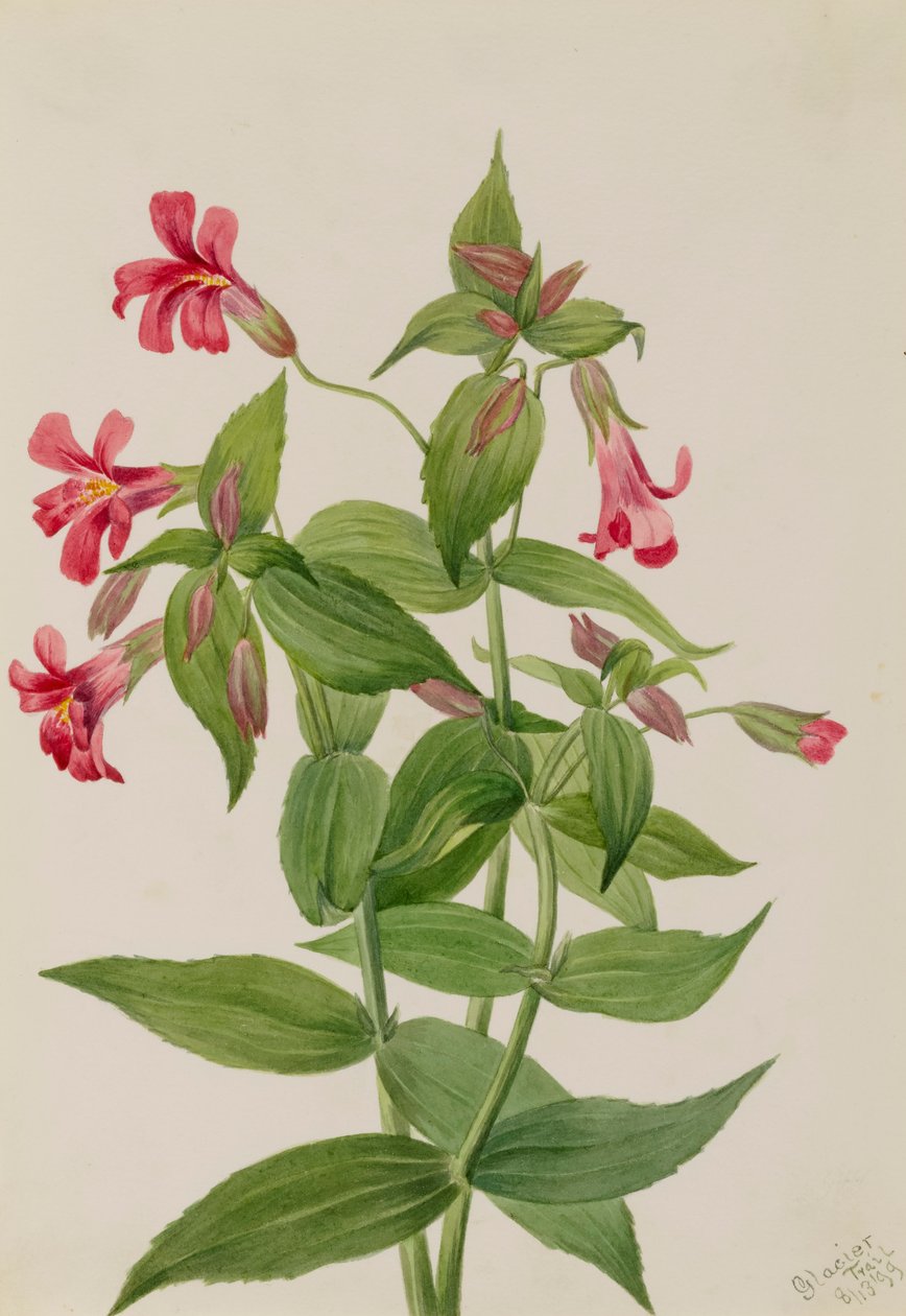 Lewis Monkey Flower Mimulus lewisii, 1899. tekijältä Mary Vaux Walcott