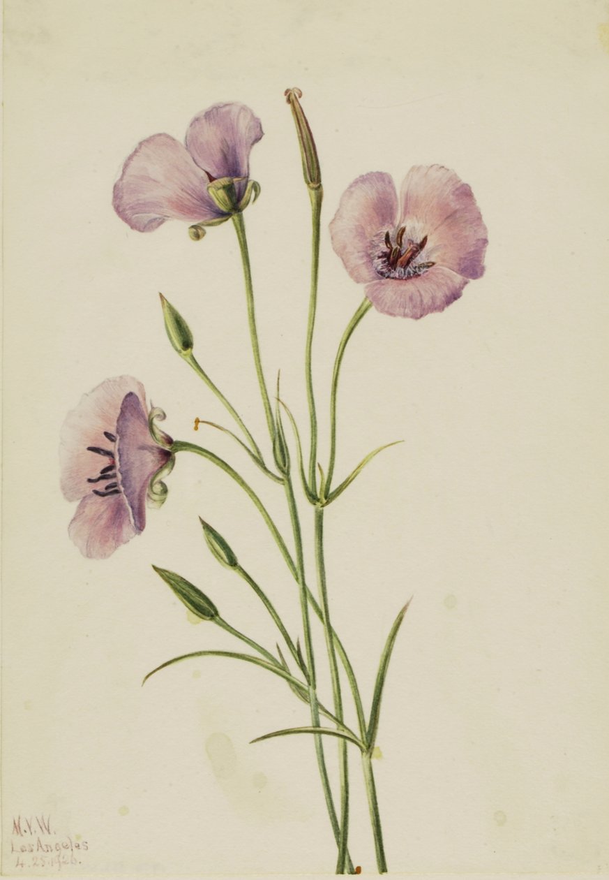 Lila Butterfly Calohortus splendens, tekijältä Mary Vaux Walcott