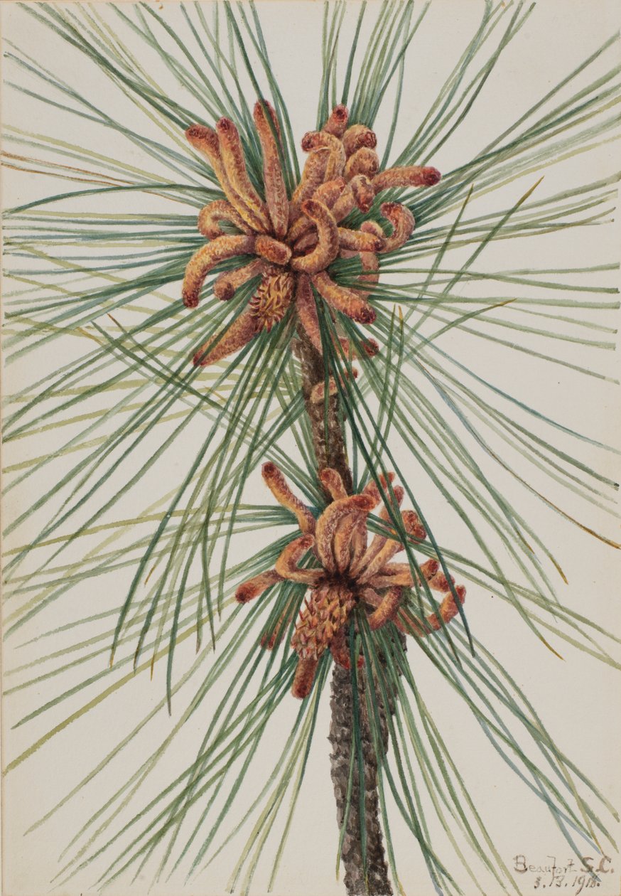 Loblolly Pine (Pinus taeda) tekijältä Mary Vaux Walcott