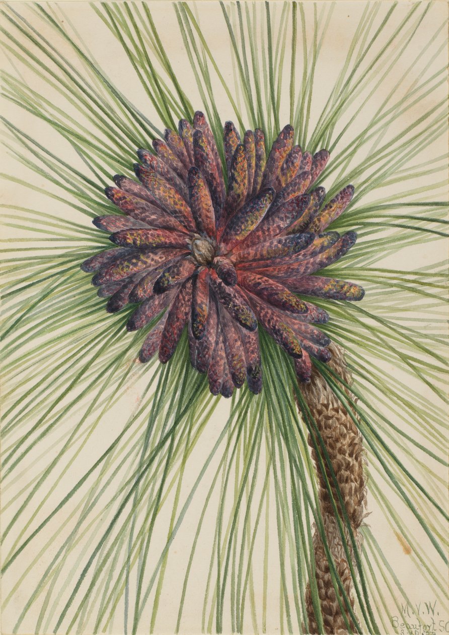 Pitkälehtinen mänty Pinus palustris, 1929. tekijältä Mary Vaux Walcott