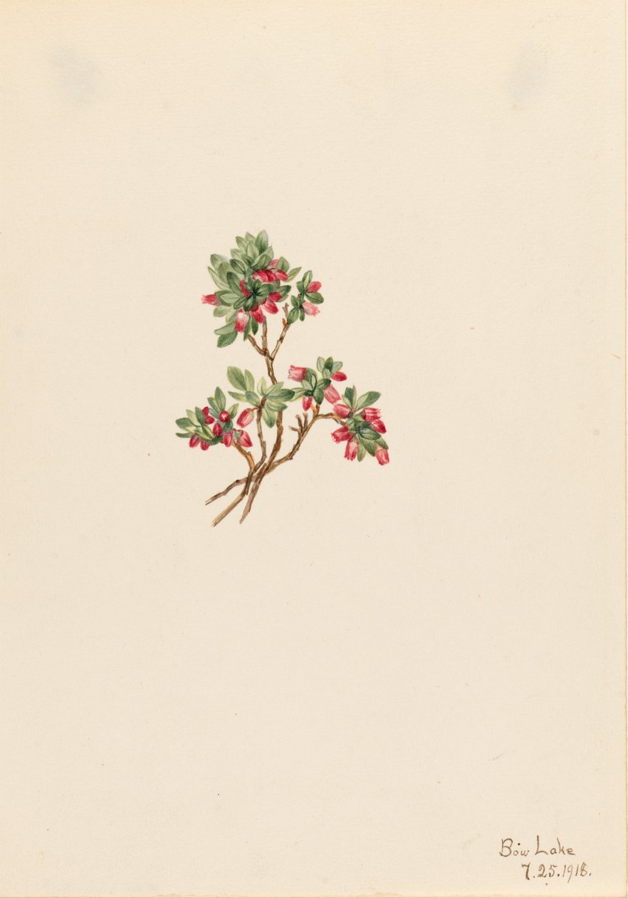 Low Whortleberry Vaccinium caespitosum, 1918. tekijältä Mary Vaux Walcott