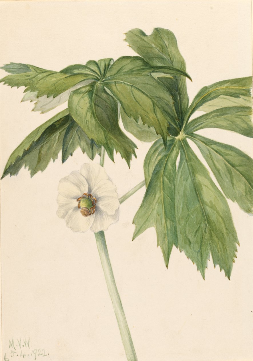 Mayapple Podphyllum paltatum, 1922. tekijältä Mary Vaux Walcott