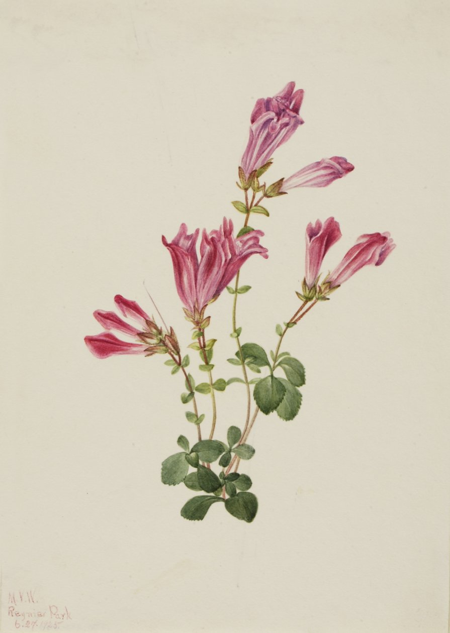 Menzies Penstemon Penstemon menziesii, 1925. tekijältä Mary Vaux Walcott