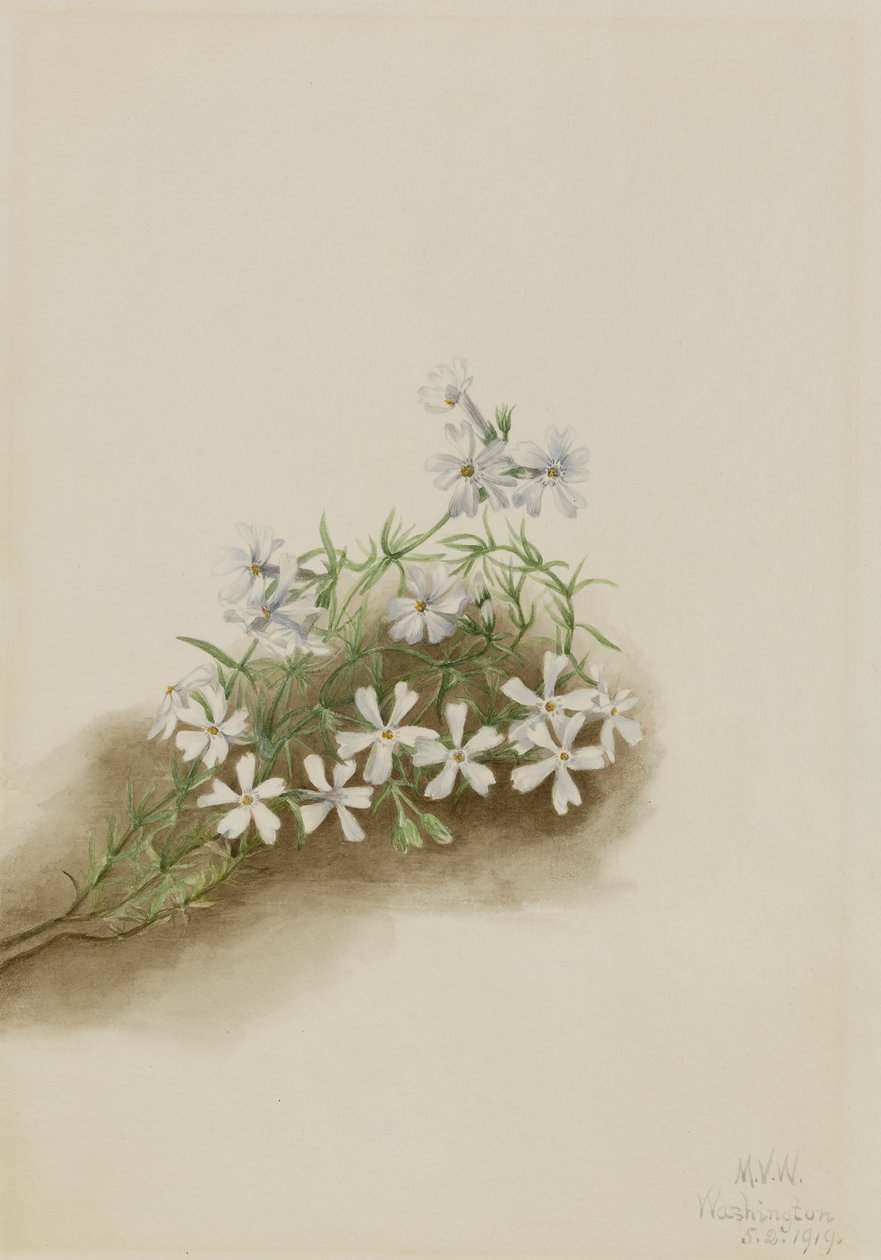 Vaaleanpunainen sammal (Phlox subulate) tekijältä Mary Vaux Walcott