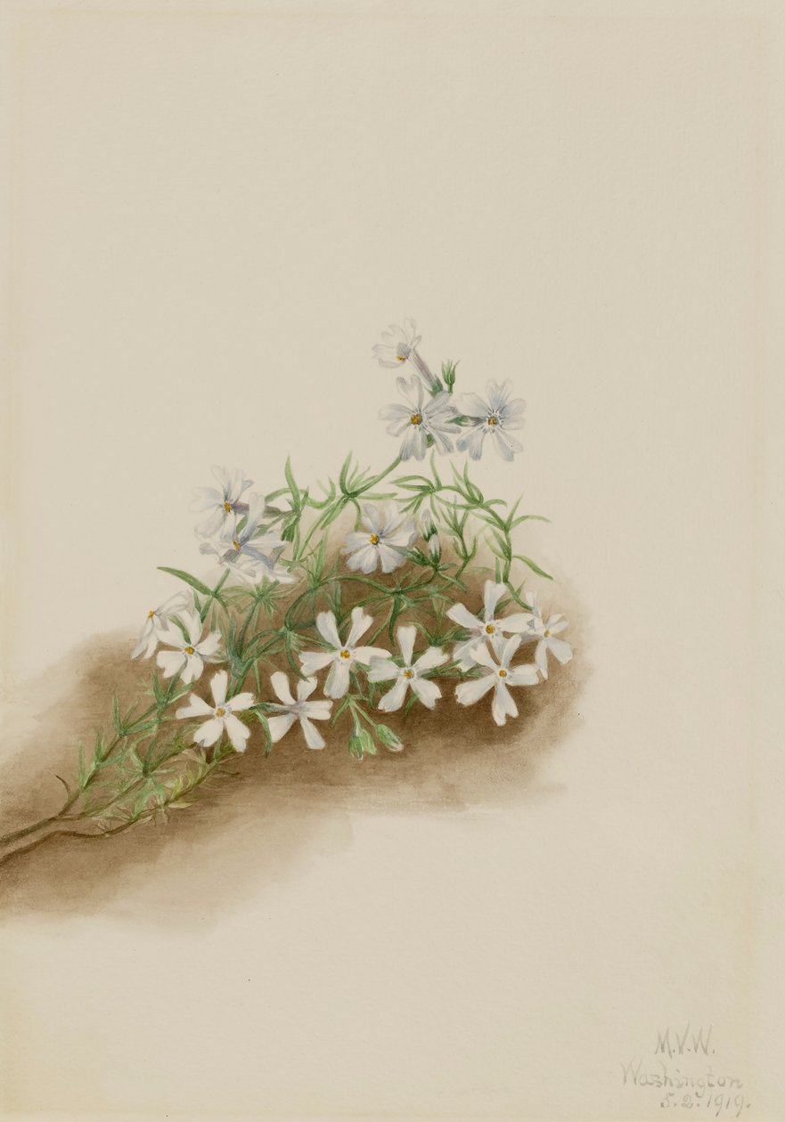 Moss Pink Phlox subulate, 1919. tekijältä Mary Vaux Walcott