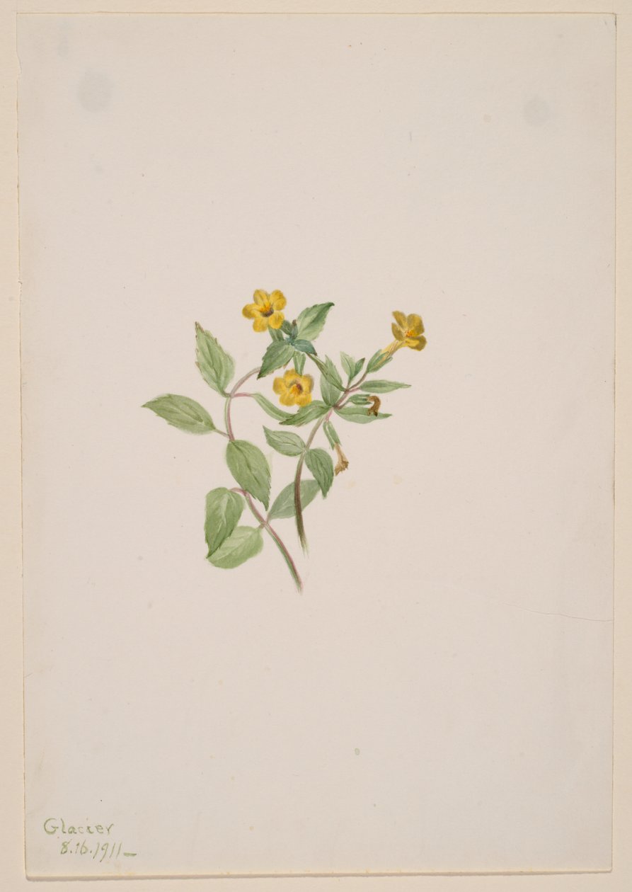 Myskikukka (Mimulus moschatus) tekijältä Mary Vaux Walcott