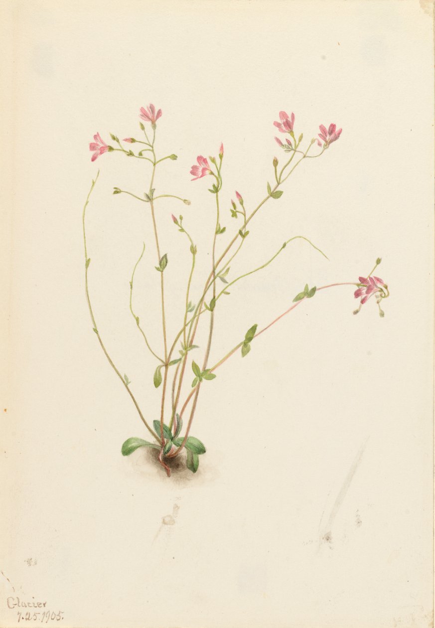 Naiad Spring Beauty Claytonia parvifolia, 1905. tekijältä Mary Vaux Walcott