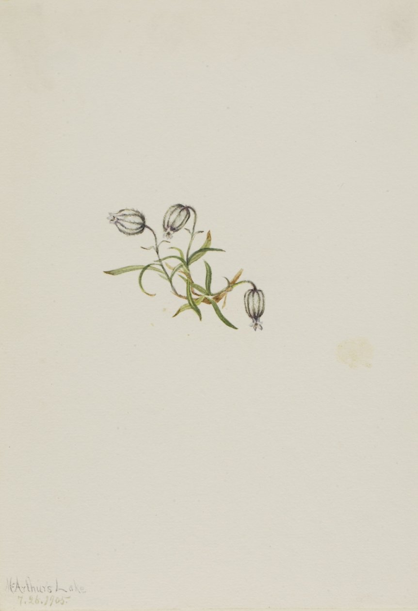 Nyökkäilevä leimukukka (Lychnis apetala) tekijältä Mary Vaux Walcott