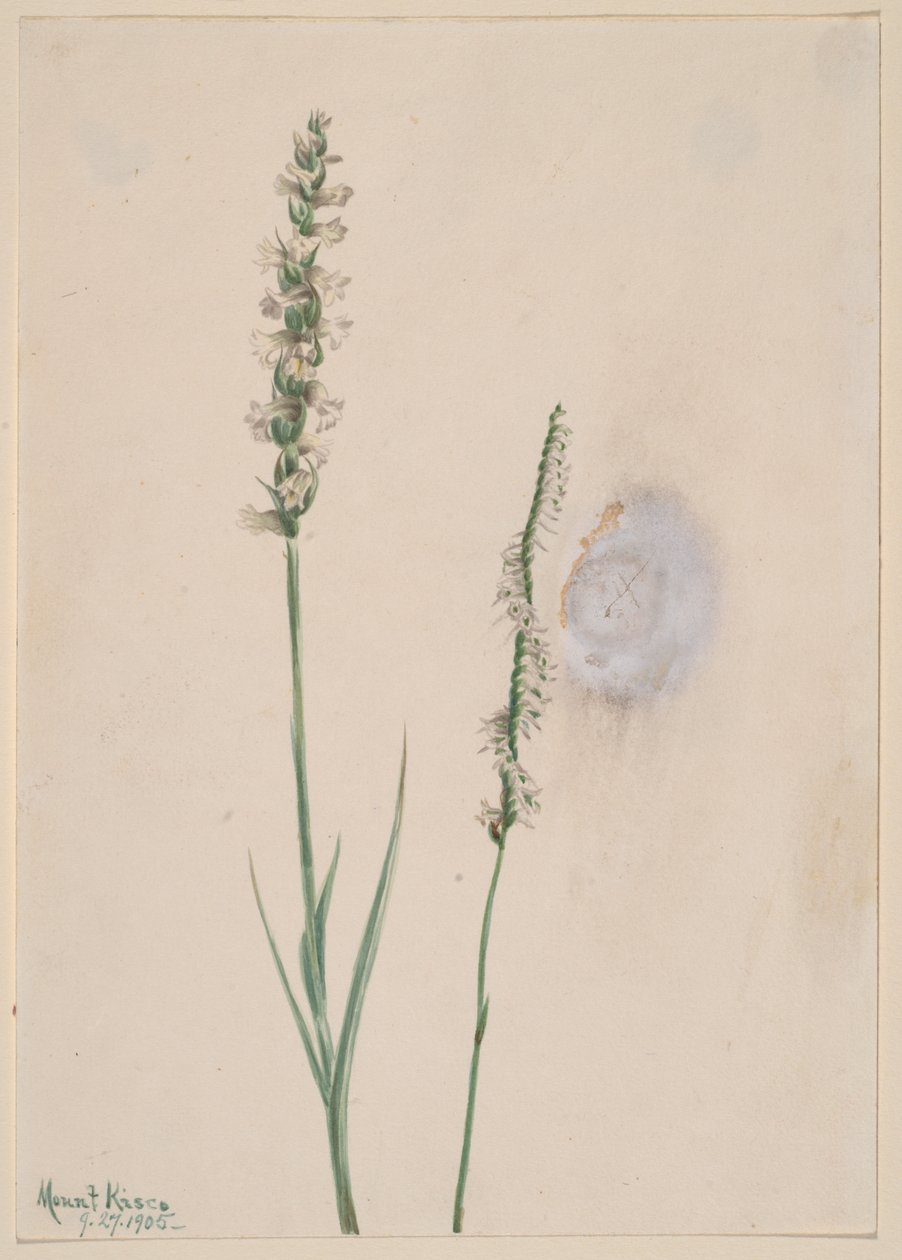 Nodding Ladies-Tresses Ibidium cernum, 1905. tekijältä Mary Vaux Walcott
