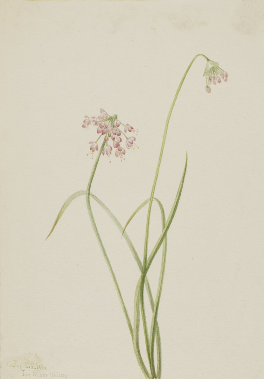 Nodding Onion Allium cernuum, 1901. Finès tekijältä Mary Vaux Walcott
