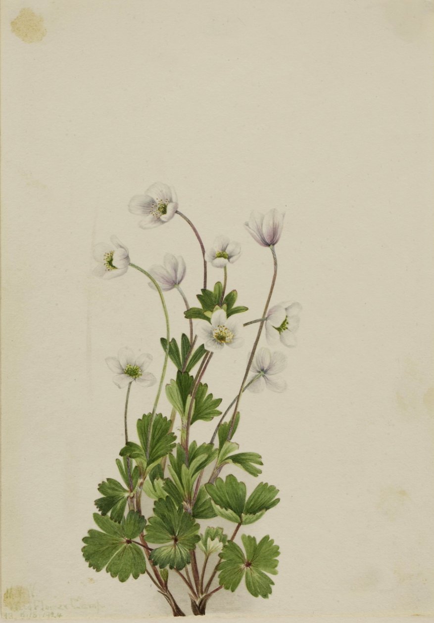 Pohjoinen Anemone (Anemone parviflora) tekijältä Mary Vaux Walcott