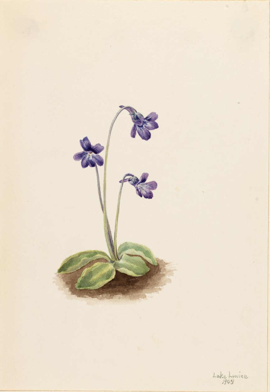 Pohjoinen perhonen (Pinguicula vulgaris) tekijältä Mary Vaux Walcott