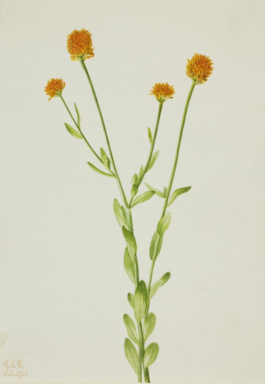 Oranssi Polygala (Polygala lutea) tekijältä Mary Vaux Walcott