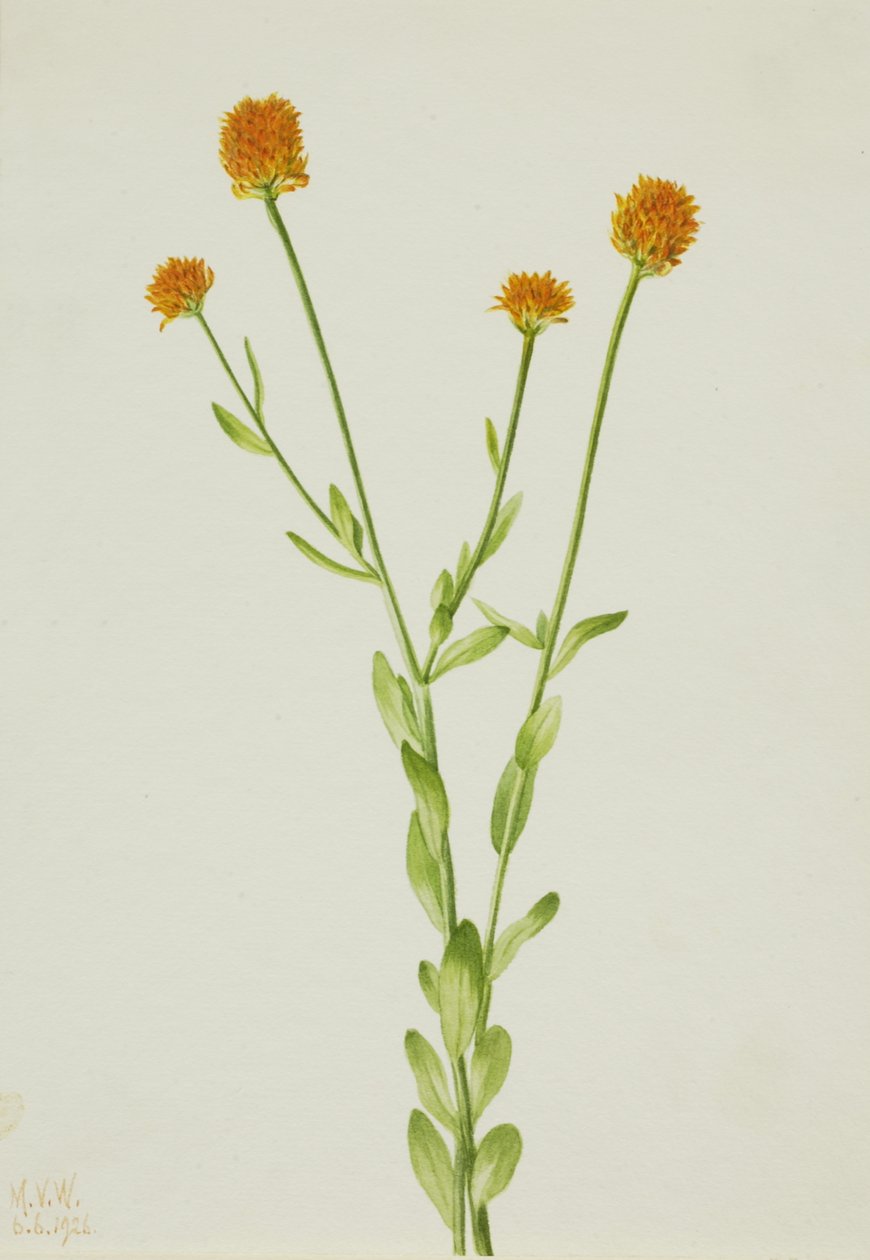 Oranssi Polygala Polygala lutea, 1926. tekijältä Mary Vaux Walcott
