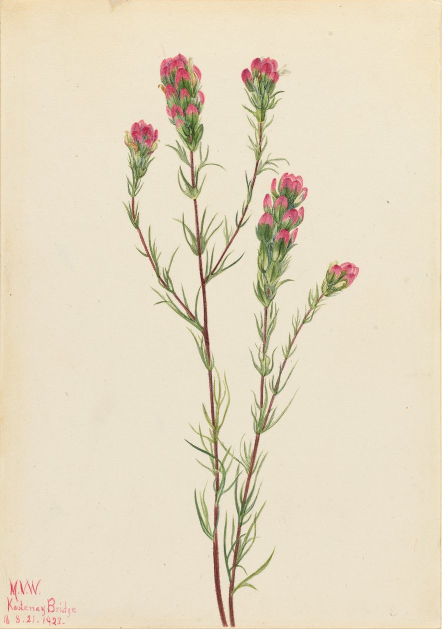 Pöllöapila Orthocarpus tenuifolius, 1923. tekijältä Mary Vaux Walcott