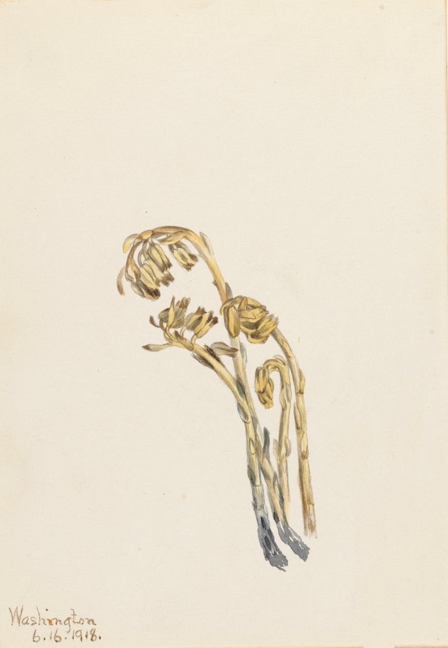 Palae Pinus hypopithecus Americana, 1918. tekijältä Mary Vaux Walcott