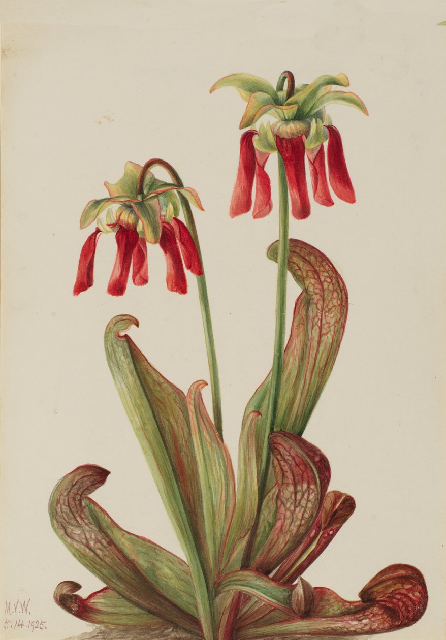 Papukaijakasvi Sarracenia psittacina, 1925. tekijältä Mary Vaux Walcott