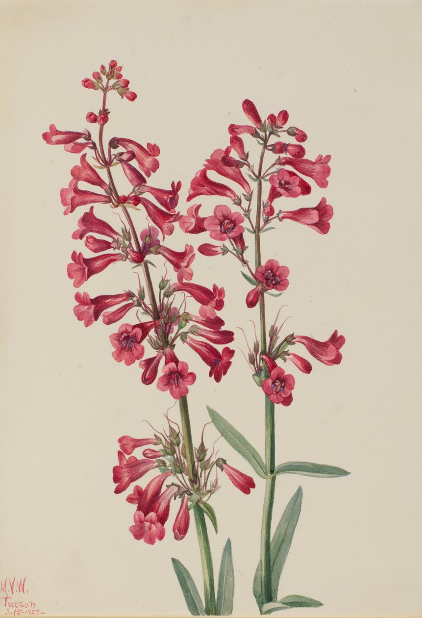 Parryn Penstemon (Penstemon parryi) tekijältä Mary Vaux Walcott