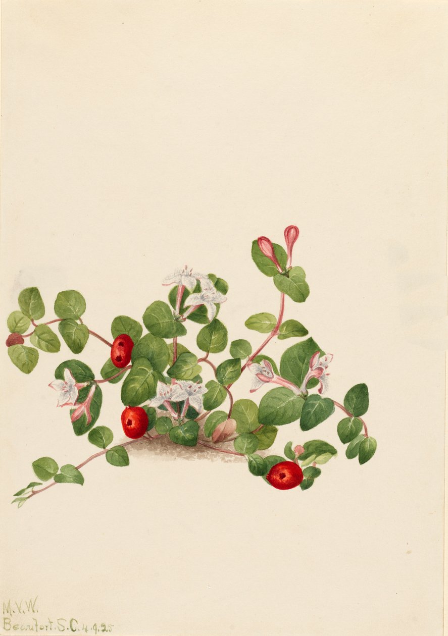 Partridgeberry Mitchella repens, 1925. tekijältä Mary Vaux Walcott