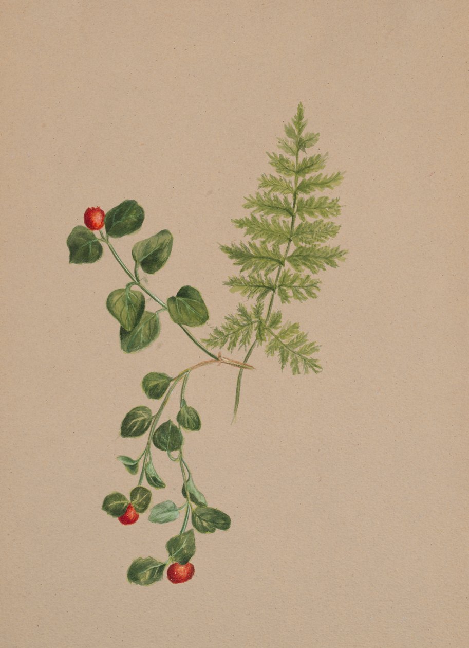 Partridgeberry Mitchella repens, n. 1883. tekijältä Mary Vaux Walcott