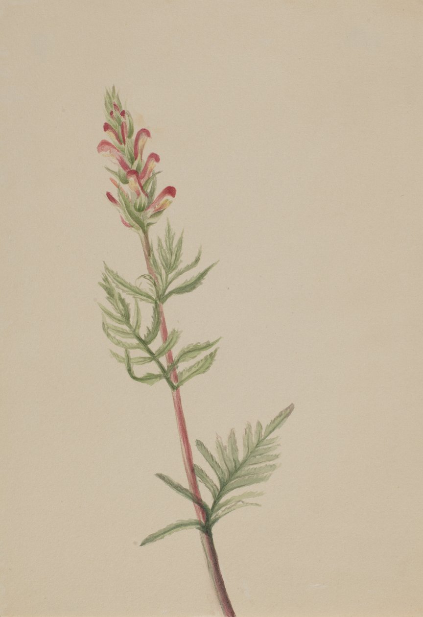 Pedicularis bracteosa, n. 1917-1918. tekijältä Mary Vaux Walcott