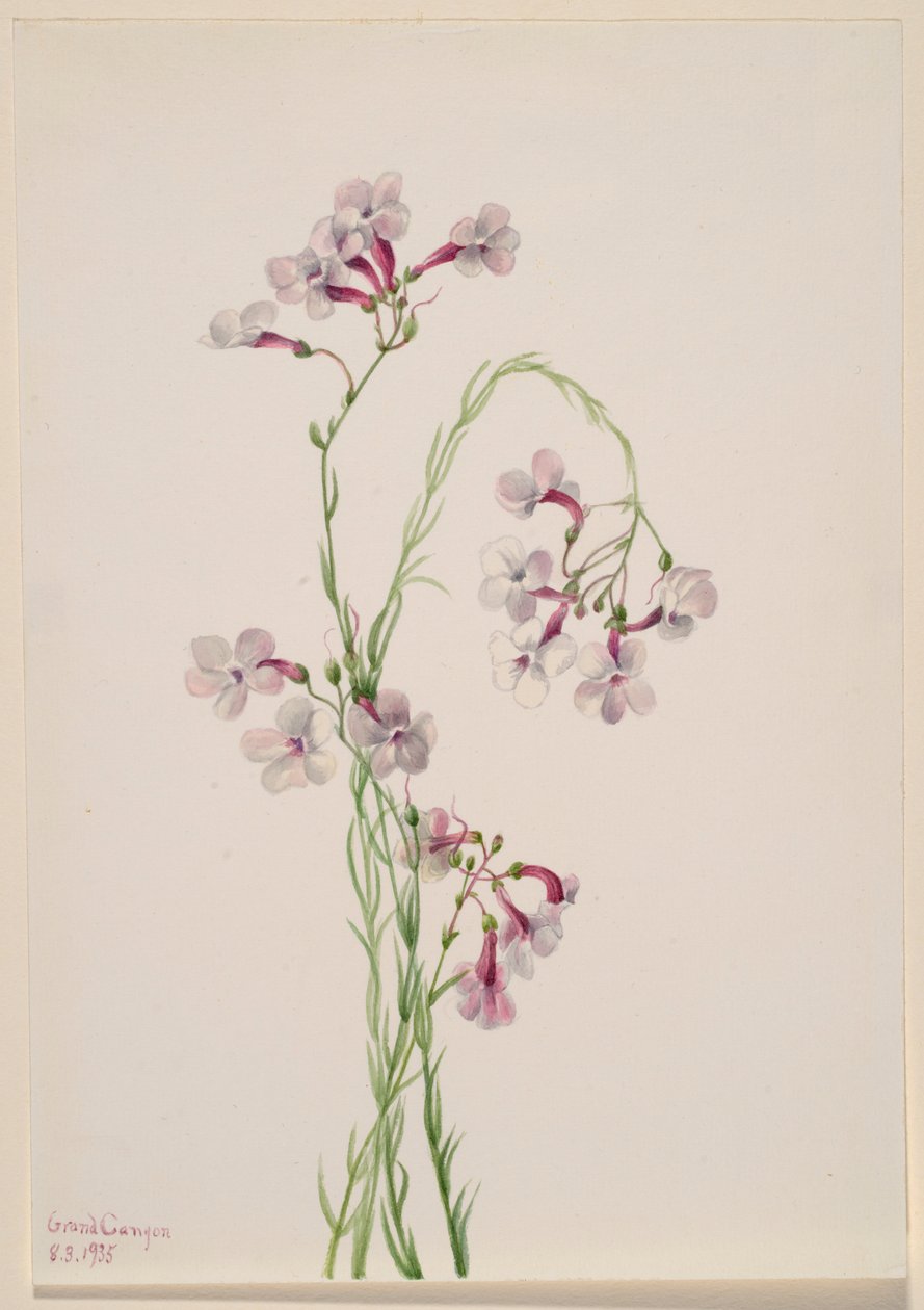 Pentstemon ambiguus tekijältä Mary Vaux Walcott