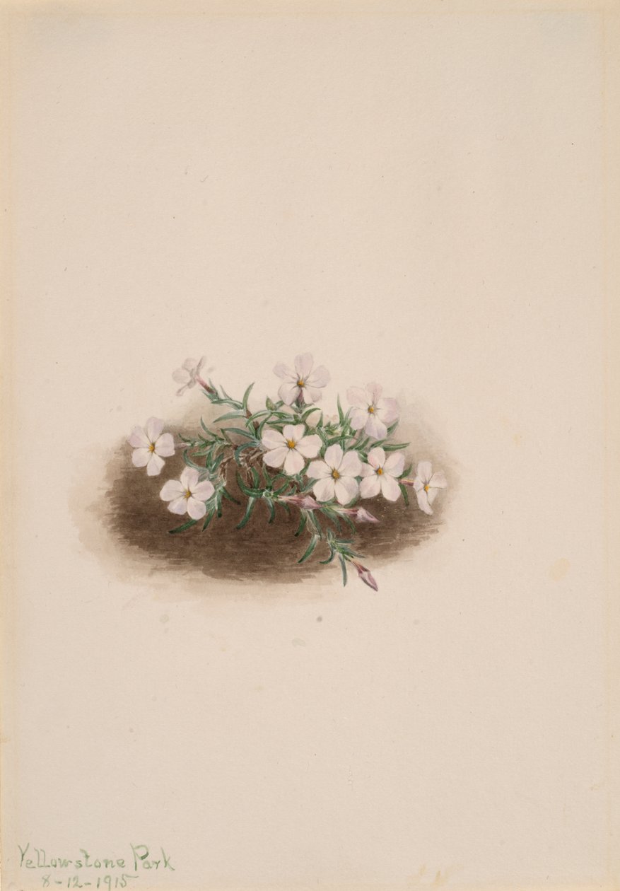 Phlox, 1915. tekijältä Mary Vaux Walcott
