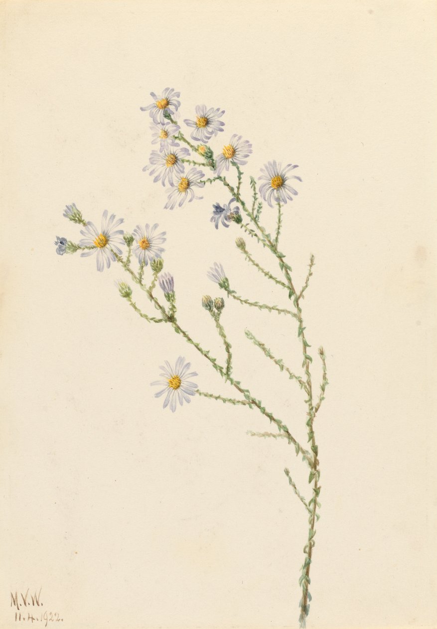 Pineland Aster Aster squarrosus, 1922. tekijältä Mary Vaux Walcott