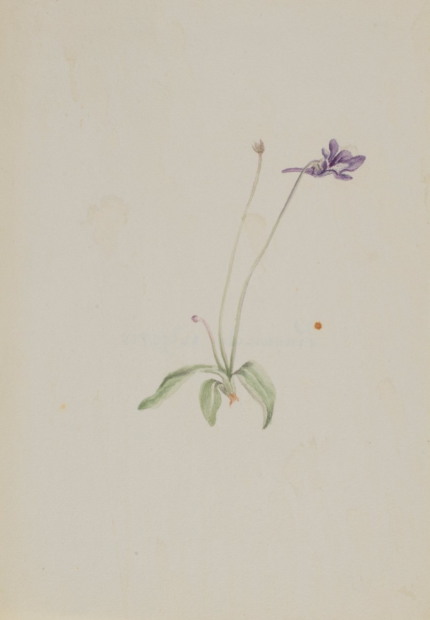 Pinguicula vulgaris tekijältä Mary Vaux Walcott