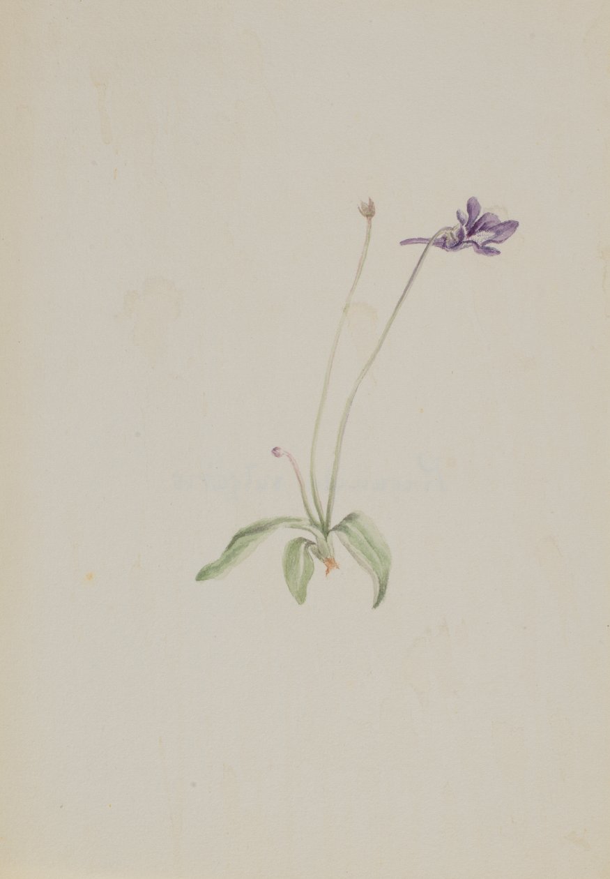 Pinguicula vulgaris, n. 1930-luvun alku. tekijältä Mary Vaux Walcott
