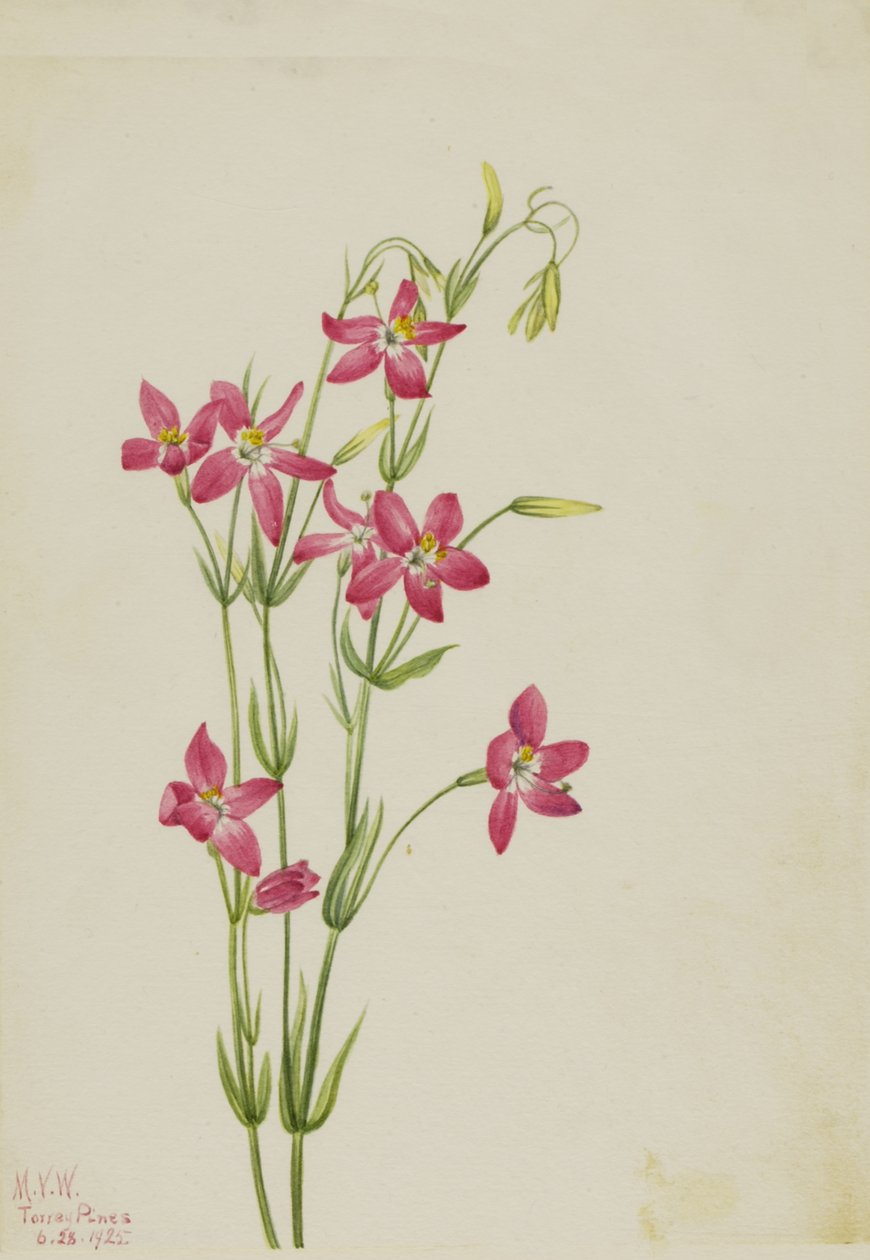Vaaleanpunainen Centaurus Centaurus venustum, 1925. tekijältä Mary Vaux Walcott