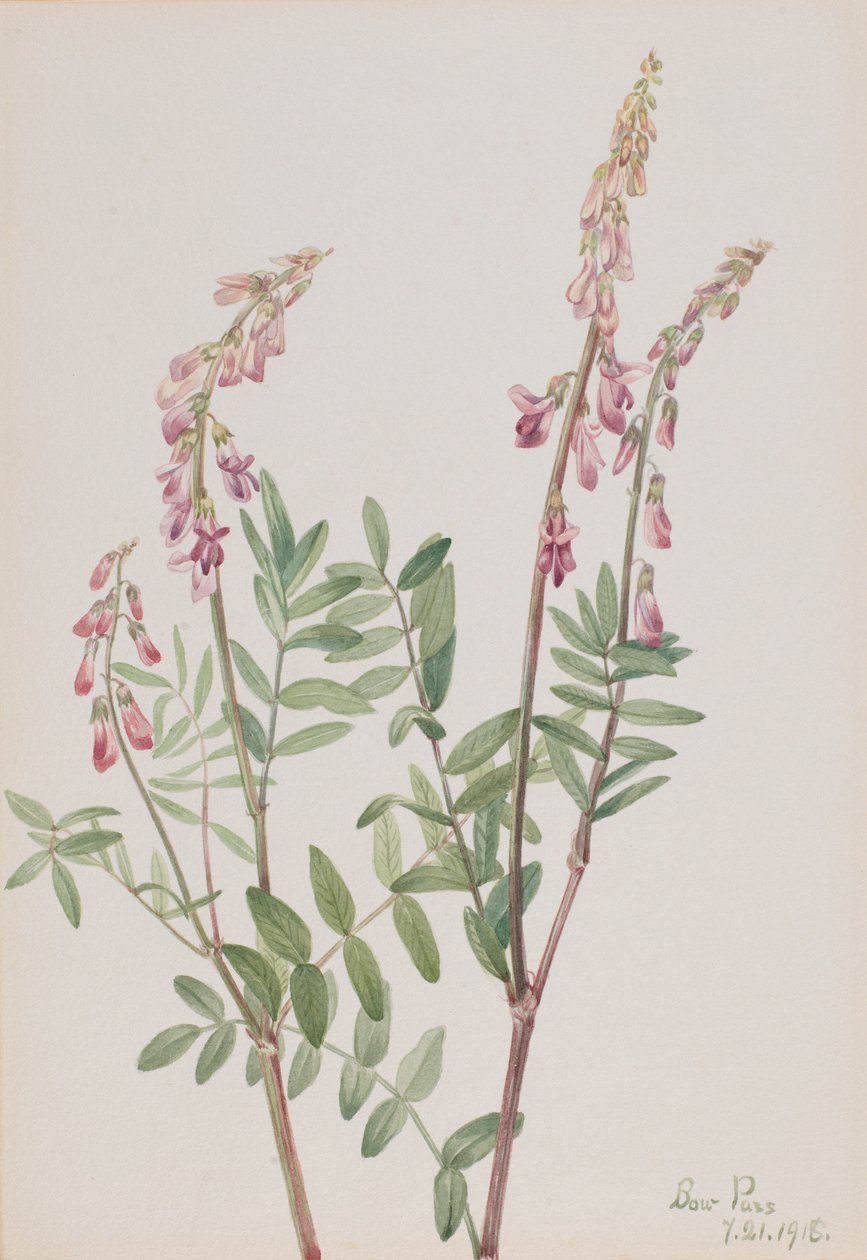 Vaaleanpunainen Hedysarum (Hedysarum americanum) tekijältä Mary Vaux Walcott